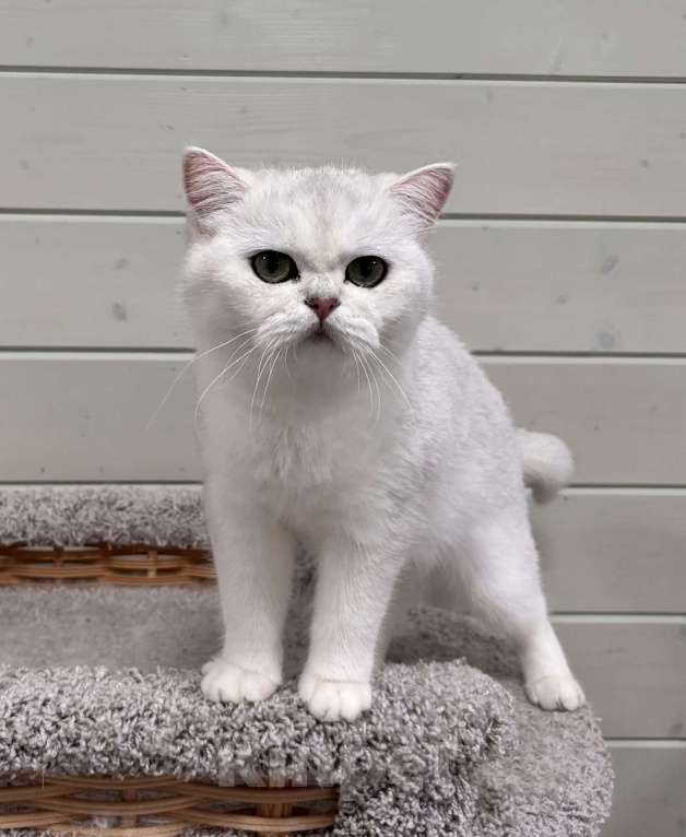 Кошки в других городах Московской области: Нежная и уютная кошечка Девочка, Бесплатно - фото 3