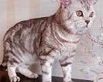 Кошки в Москве: Котика Харви выкинули хозяева Мальчик, Бесплатно - фото 5
