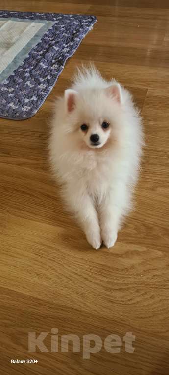 Собаки в Пензе: НЕМЕЦКИЙ МАЛЫЙ ШПИЦ  Мальчик, 80 000 руб. - фото 7