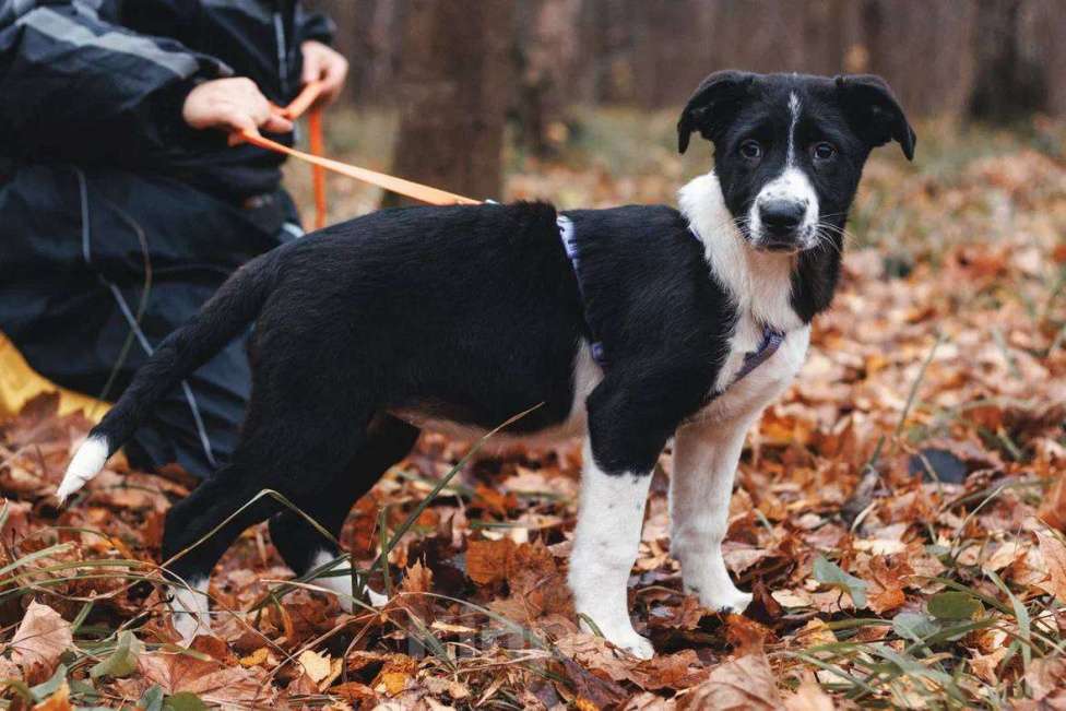 Собаки в Москве: Фелисити - девочка, 2 месяца, ищет дом  Девочка, Бесплатно - фото 5