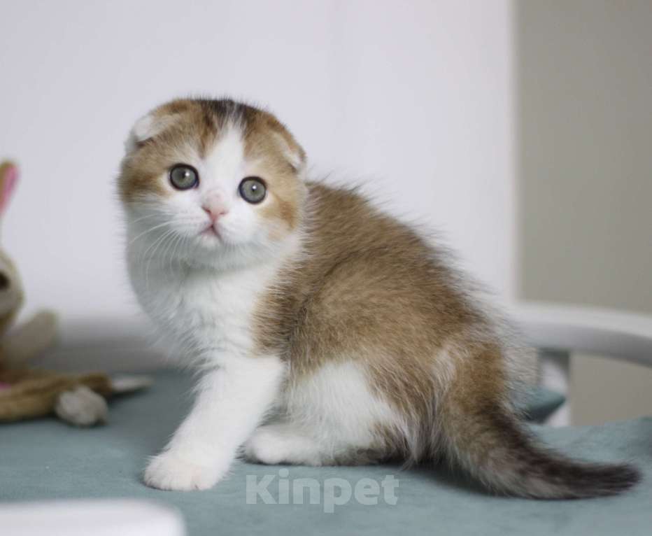 Кошки в Москве: Гумихо Девочка, 40 000 руб. - фото 3