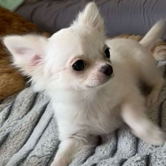 Чихуахуа щенок девочка