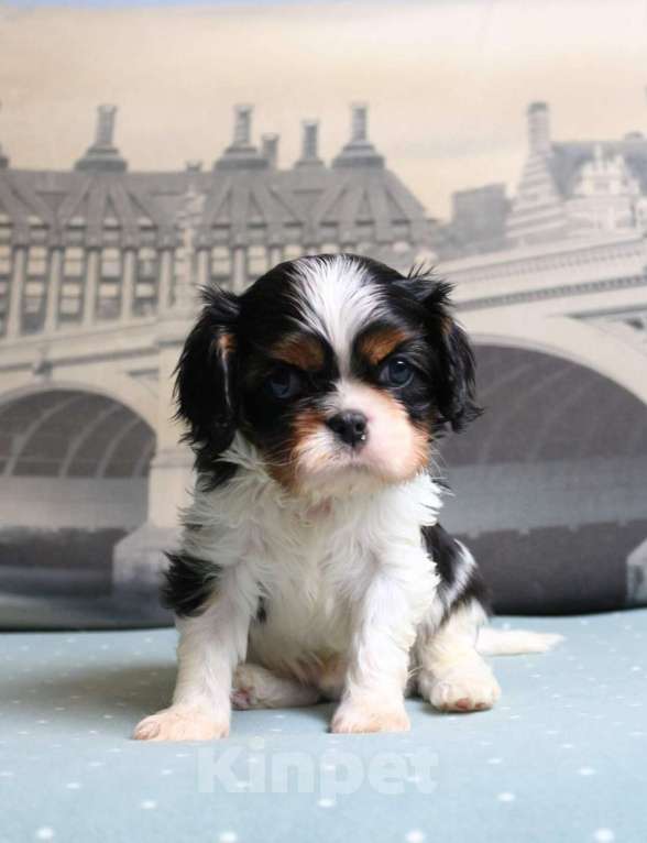 Собаки в Москве: Кавалер кинг чарльз спаниель триколор и бленхейм Мальчик, 80 000 руб. - фото 1