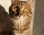 Кошки в Томске: Барсик Мальчик, 100 руб. - фото 6