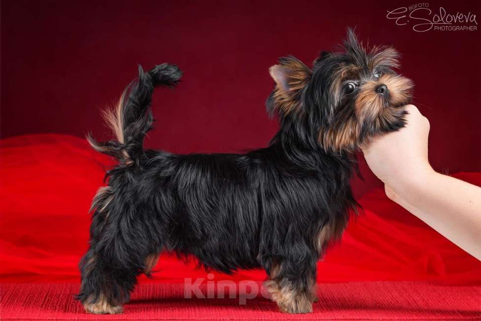 Собаки в Санкт-Петербурге: Мальчишки в продаже  Мальчик, 70 000 руб. - фото 2