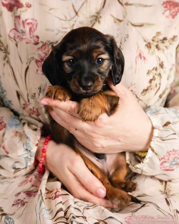 Собаки в Москве: Элвин - рыжий бурундук Мальчик, 125 000 руб. - фото 1