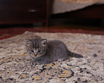 Кошки в Екатеринбурге: Шотландские прямоухие короткошёрстные котята Разнополые, 2 500 руб. - фото 3
