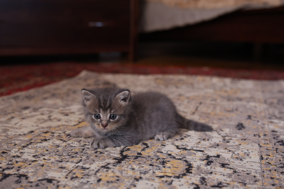 Кошки в Екатеринбурге: Шотландские прямоухие короткошёрстные котята Разнополые, 2 500 руб. - фото 3