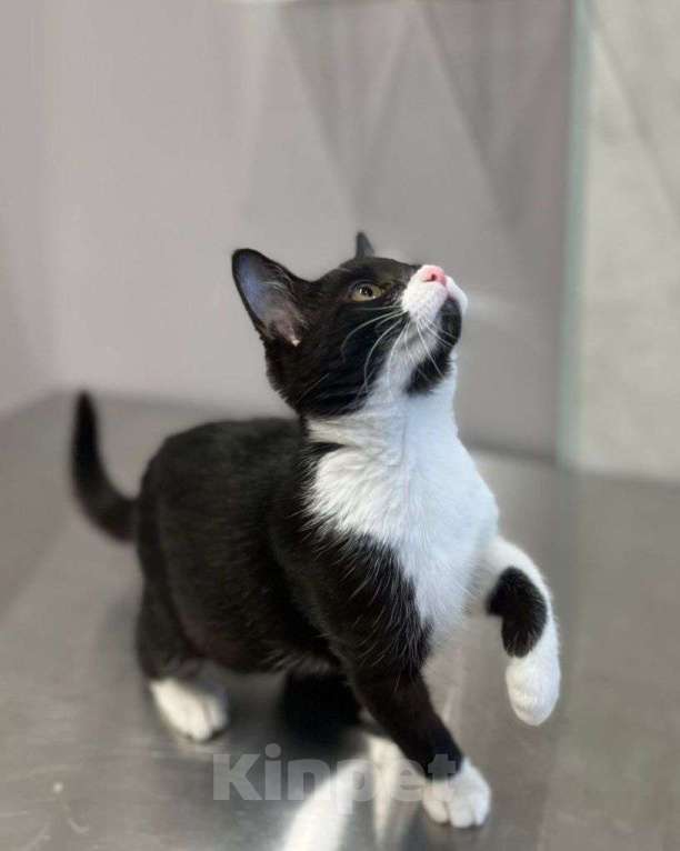 Кошки в Москве: Ласковая черно-белая малютка ищет дом и ответственных людей! Девочка, Бесплатно - фото 2