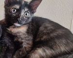 Кошки в Набережных Челнах: Котёнок  Девочка, Бесплатно - фото 2