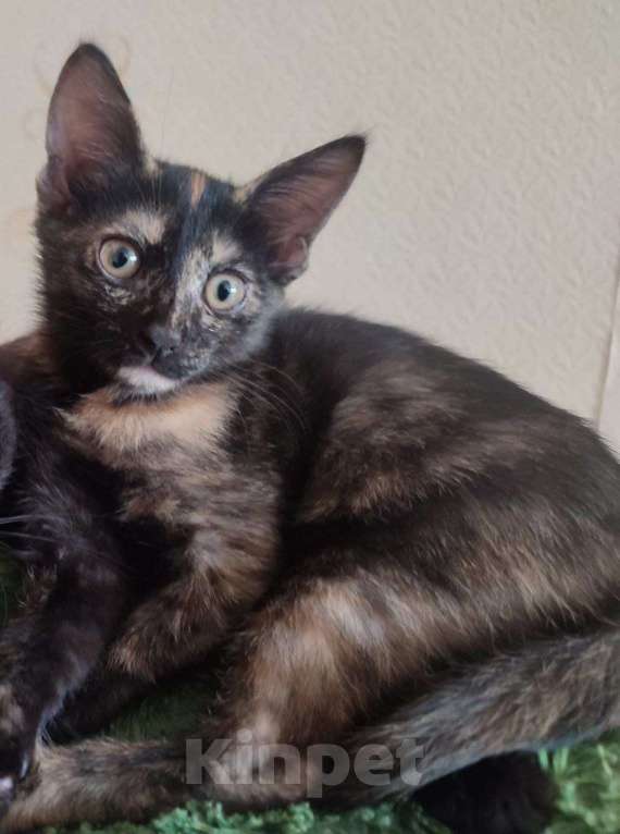 Кошки в Набережных Челнах: Котёнок  Девочка, Бесплатно - фото 2
