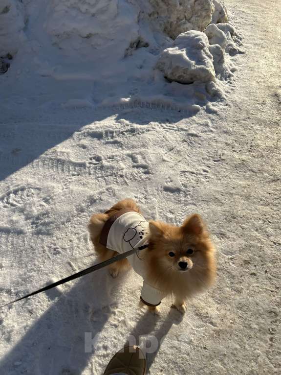 Собаки в Кирове: Померанский шпиц Мальчик, Бесплатно - фото 2