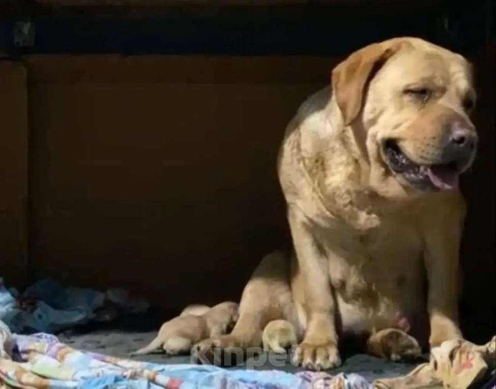 Собаки в Краснодаре: Щенки лабрадора с документами РКФ Мальчик, 50 000 руб. - фото 4