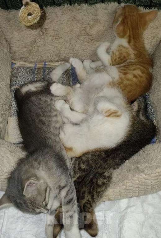 Кошки в Москве: Рыжие и серые котята 1,5 месяца в добрые руки Мальчик, 1 руб. - фото 10