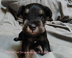 Собаки в Москве: Щенок Цвергшнауцера черный с серебром девочка. Девочка, 70 руб. - фото 2