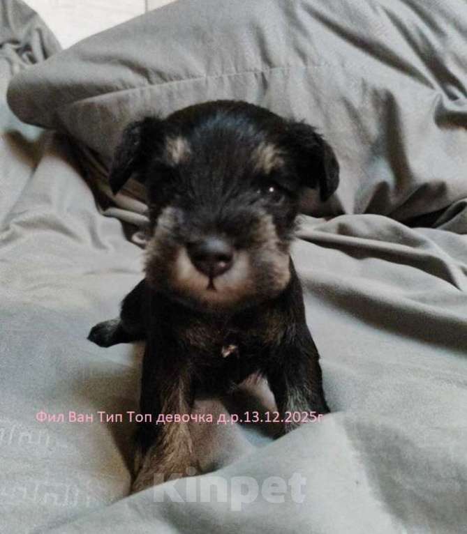 Собаки в Москве: Щенок Цвергшнауцера черный с серебром девочка. Девочка, 70 руб. - фото 2