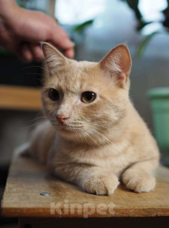 Кошки в Люберцах: Котик Арчи в поисках дома Мальчик, Бесплатно - фото 7