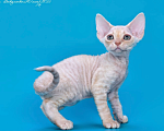 Кошки в Краснодаре: Самсон  Мальчик, 45 000 руб. - фото 3