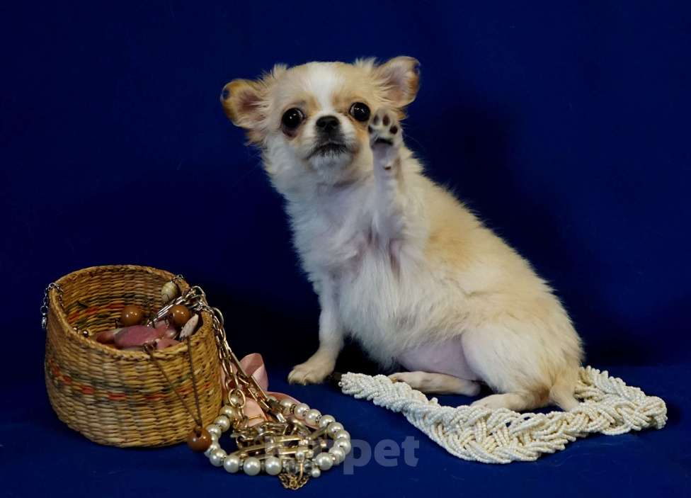 Собаки в Кудрово: Мини Нелиана Девочка, 80 000 руб. - фото 5