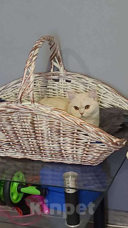 Кошки в Москве: В добрые руки Девочка, Бесплатно - фото 2