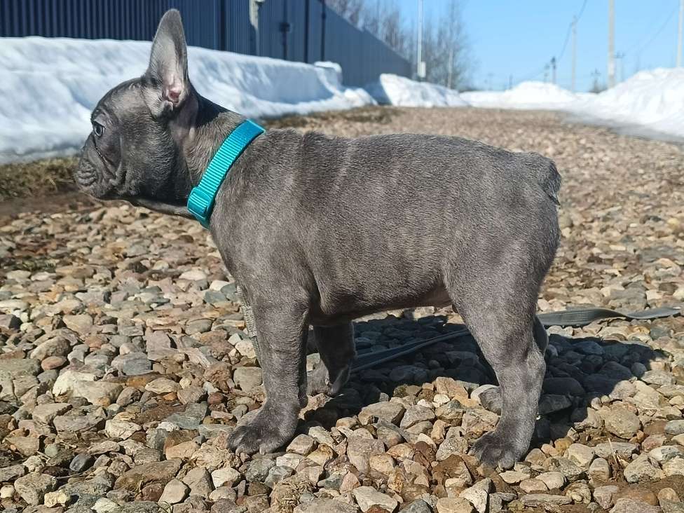 Собаки в Москве: Данко голубой тигр Мальчик, 55 000 руб. - фото 6