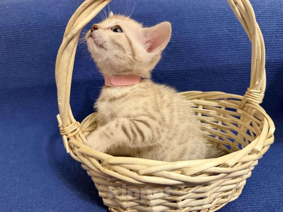 Кошки в Москве: Снежный котёнок Девочка, 35 000 руб. - фото 2