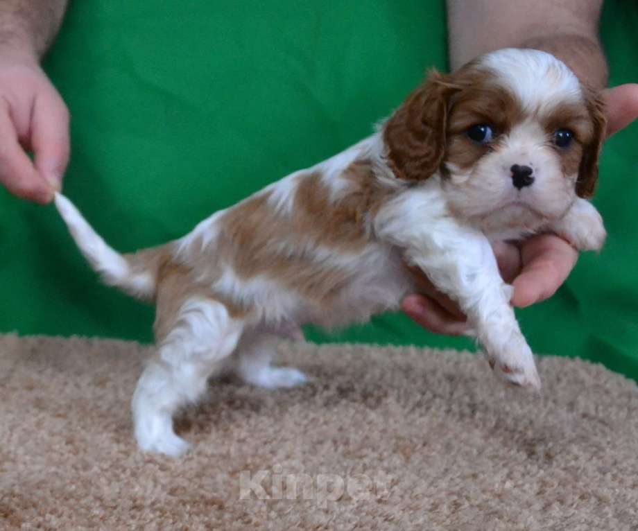 Собаки в Ореховом-Зуево: Джентльмен Мальчик, 80 000 руб. - фото 3