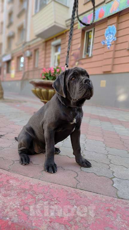 Собаки в Краснодаре: Щенок Кане Корсо Девочка, 60 000 руб. - фото 4