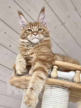 Кошки в Санкт-Петербурге: мейн кун котенок Мальчик, Бесплатно - фото 3