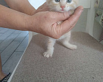 Кошки в Курчатове: Котенок мальчик Мальчик, 1 руб. - фото 1