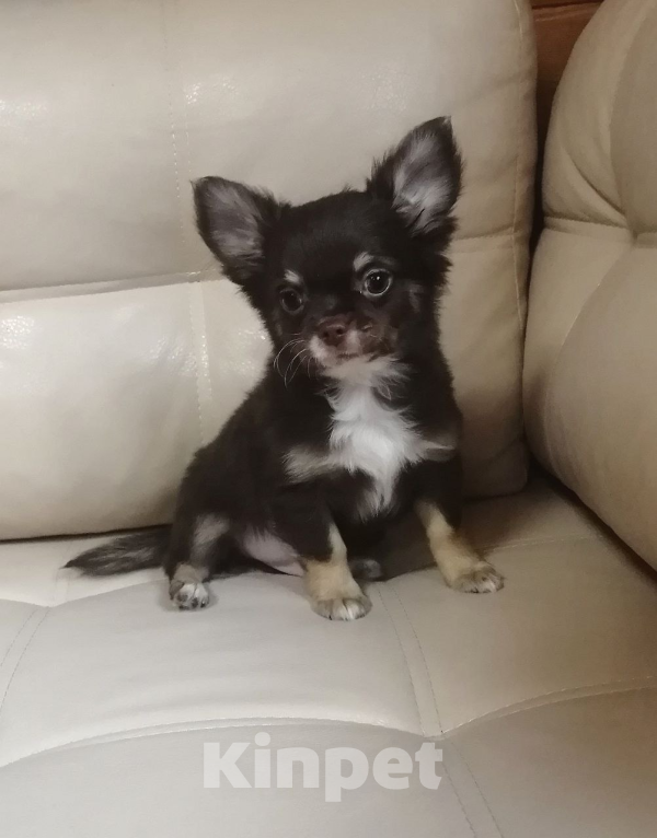 Собаки в Санкт-Петербурге: Мальчик чих дш Мальчик, 25 000 руб. - фото 1