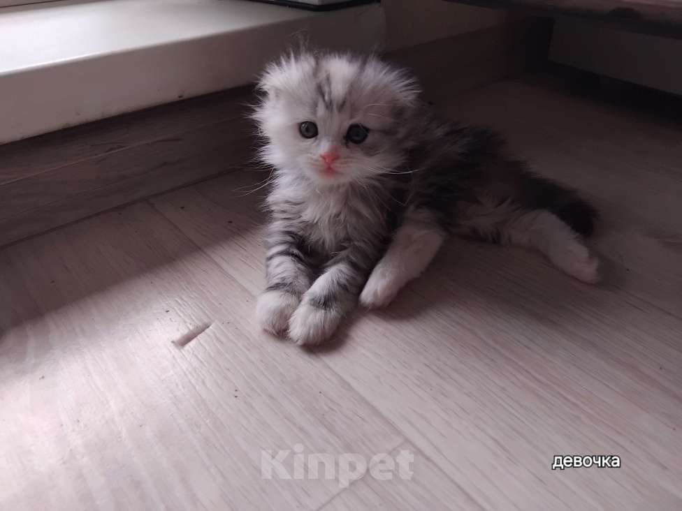 Кошки в Новосибирске: Шотландики Мальчик, 7 000 руб. - фото 6