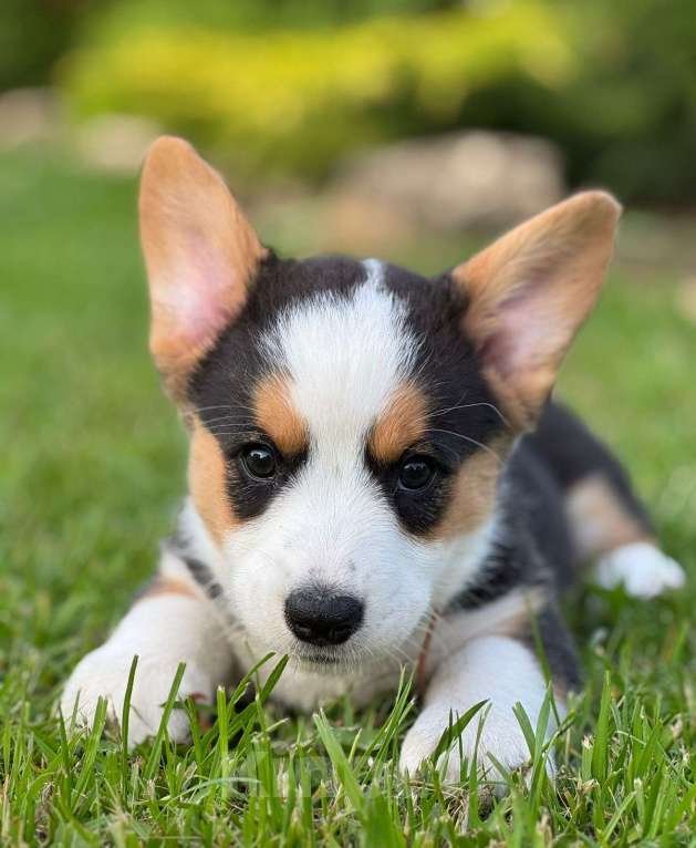 Собаки в Липецке: Вельш корги кардиган Мальчик, 80 000 руб. - фото 2