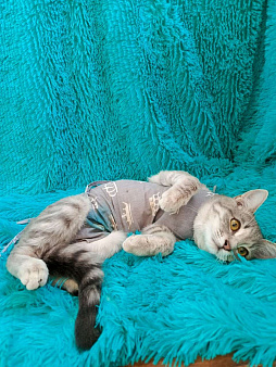 Котенок ищет любящего человека