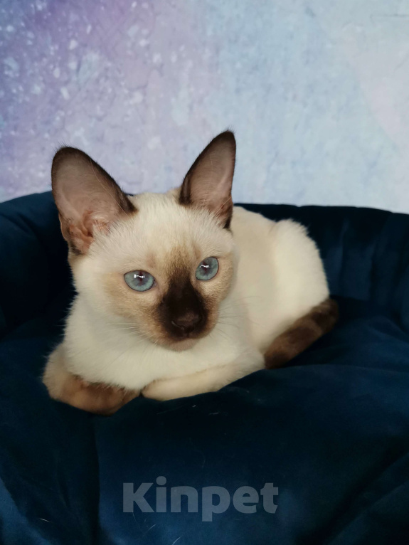 Кошки в Москве: Тайские котята из питомника Topaze De Lux  Девочка, 55 000 руб. - фото 2