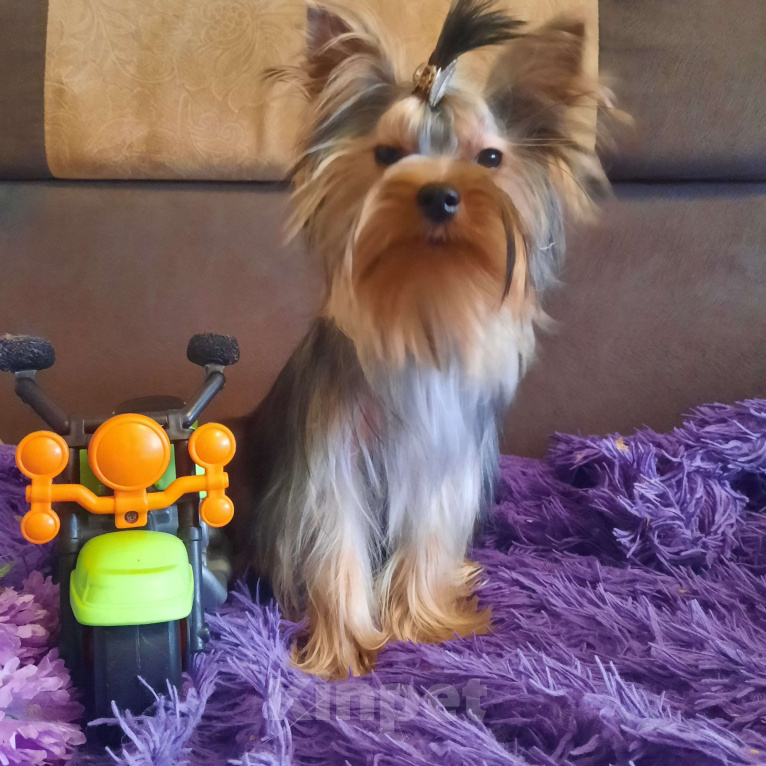 Собаки в Набережных Челнах: Пиксель Блек Стар с РКФ Мальчик, 70 000 руб. - фото 2