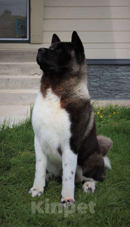 Собаки в других городах Московской области: Американская акита, вязка Мальчик, 10 000 руб. - фото 5