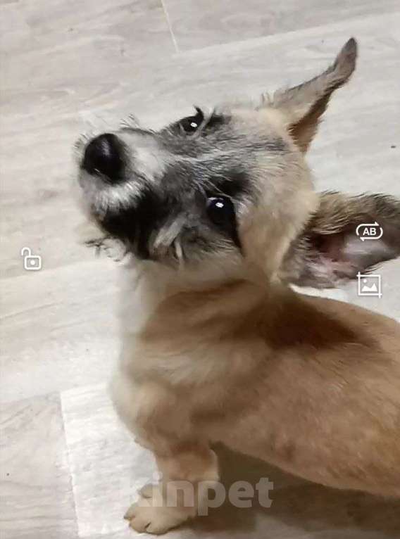 Собаки в Лосином-Петровском: Ханта якутенок из ледяного  подъезда Девочка, Бесплатно - фото 5