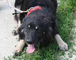 Собаки в Москве: Красатулечка Бароша в поисках своей семьи Мальчик, Бесплатно - фото 2