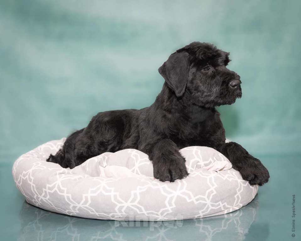 Собаки в Москве: Великолепные щенки Ризеншнауцера Мальчик, 80 000 руб. - фото 5