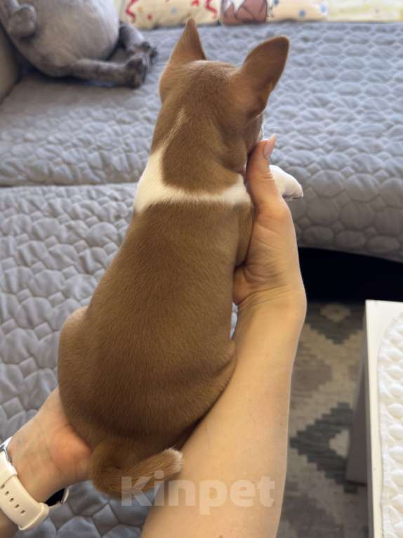 Собаки в Ангарске: Щенки басенджи Девочка, 65 000 руб. - фото 3