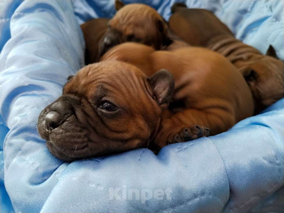 Собаки в Перми: Китайский чунцин Мальчик, 100 000 руб. - фото 2