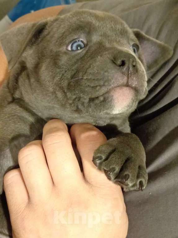 Собаки в Санкт-Петербурге: Американский булли, щенок Девочка, 95 000 руб. - фото 1