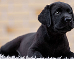 Собаки в других городах Московской области: Черные щенки Лабрадора Мальчик, 80 000 руб. - фото 6