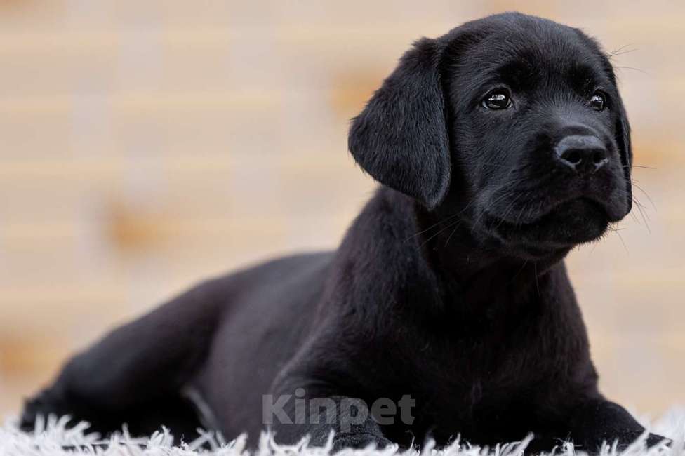 Собаки в других городах Московской области: Черные щенки Лабрадора Мальчик, 80 000 руб. - фото 6