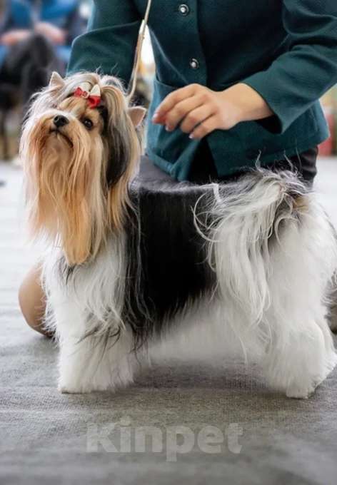 Собаки в Москве: Бивер-терьер очаровательная леди Девочка, Бесплатно - фото 2