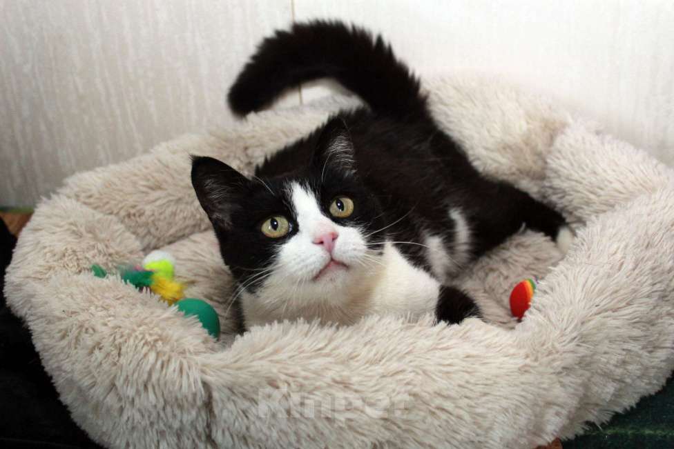 Кошки в Калуге: Феличита из магазина ищет дом. Молодая кошечка в добрые руки. Девочка, Бесплатно - фото 2