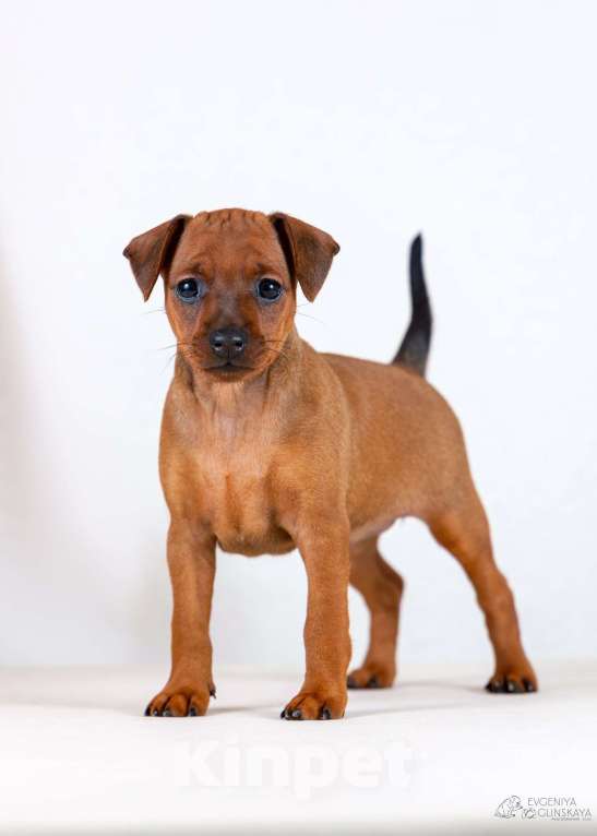 Собаки в Архангельске: Щенки цвергпинчера Девочка, 50 000 руб. - фото 3