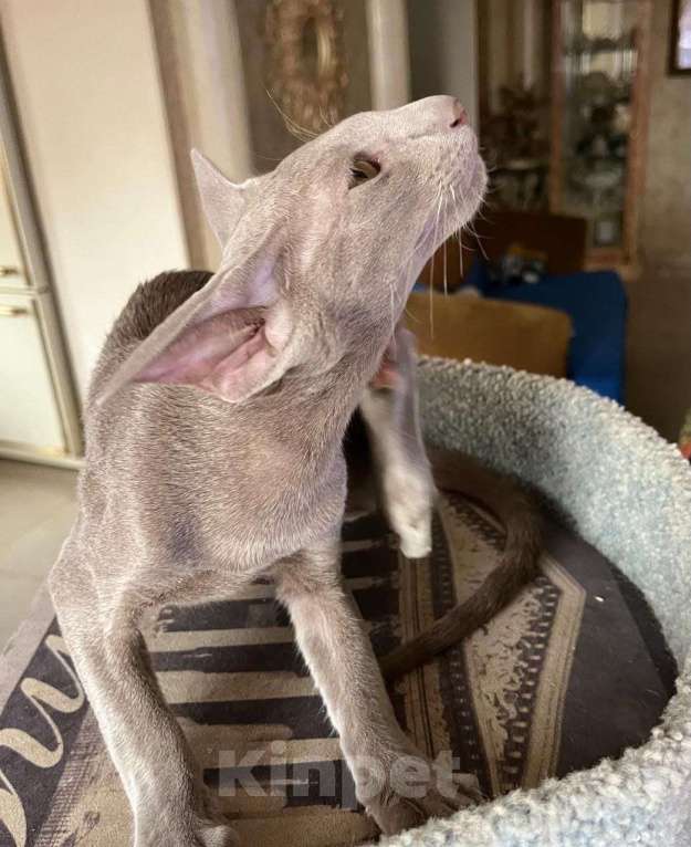 Кошки в Москве: Лиловый ориентальный котенок Мальчик, Бесплатно - фото 2