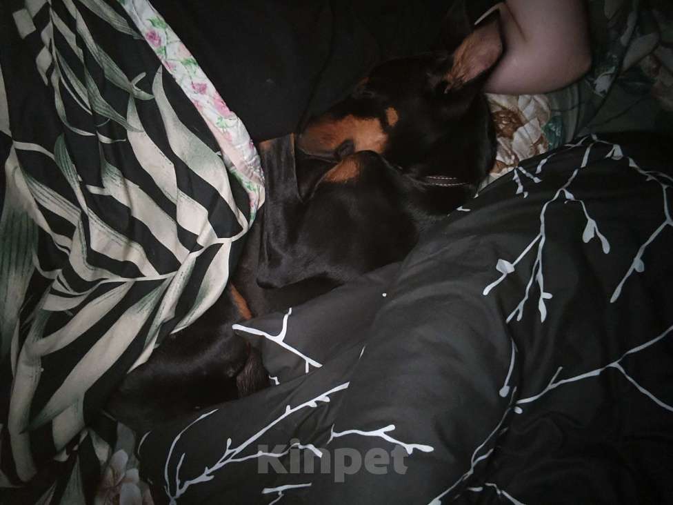 Собаки в Брянске: Доберман,  Девочка, 70 000 руб. - фото 2